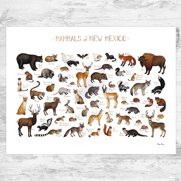 New Mexico Mammals Field Guide Art Print