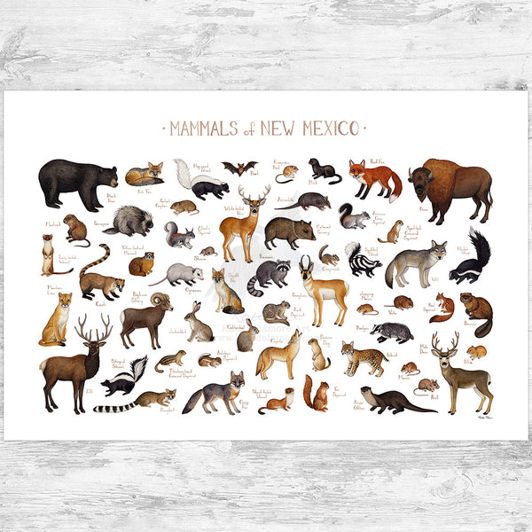 New Mexico Mammals Field Guide Art Print