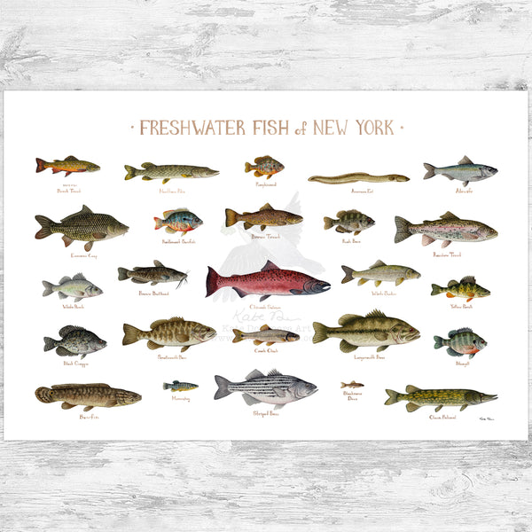 New York Freshwater Fish Field Guide Art Print