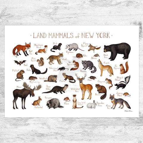 New York Land Mammals Field Guide Art Print