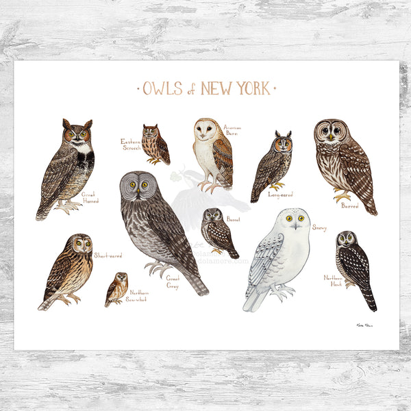 New York Owls Field Guide Art Print