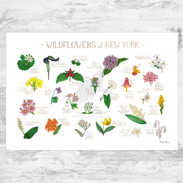 New York Wildflowers Field Guide Art Print