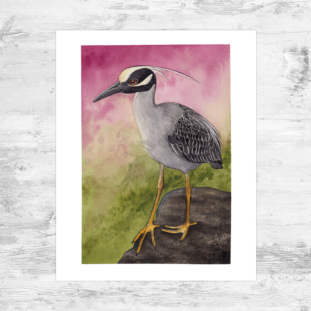 Yellow-crowned Night Heron Art Print