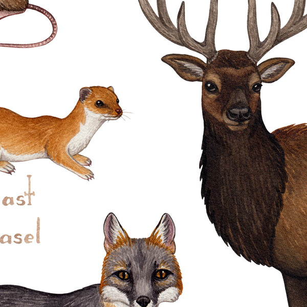 North Carolina Land Mammals Field Guide Art Print