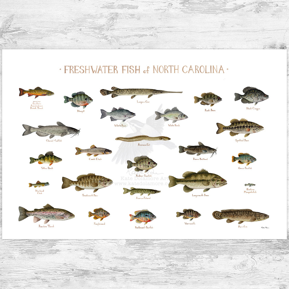 North Carolina Freshwater Fish Field Guide Art Print – Kate Dolamore Art