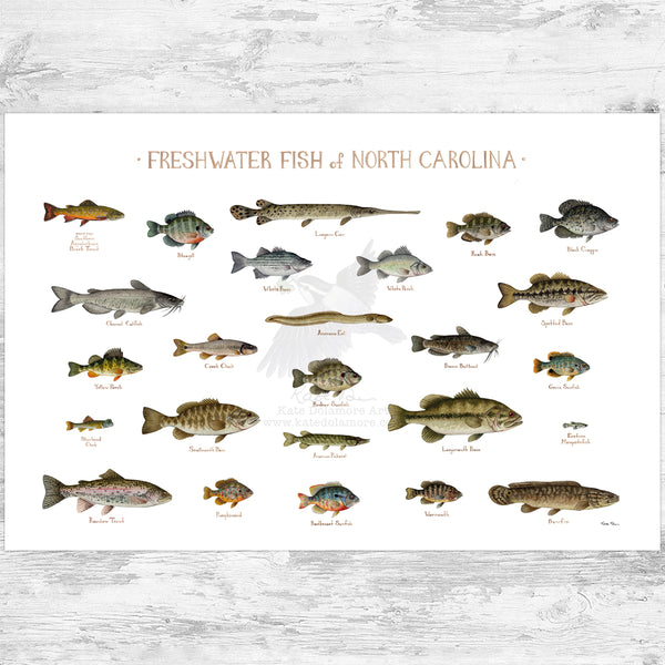 North Carolina Freshwater Fish Field Guide Art Print