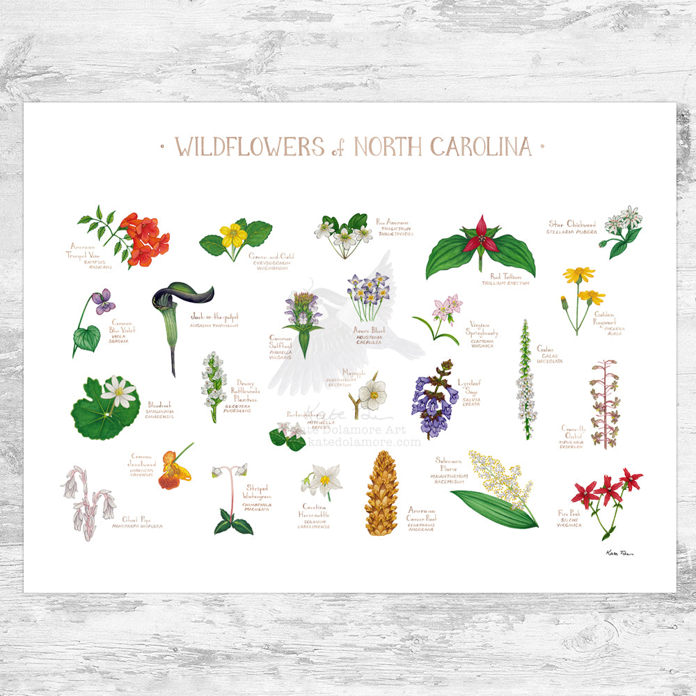 North Carolina Wildflowers Field Guide Art Print – Kate Dolamore Art
