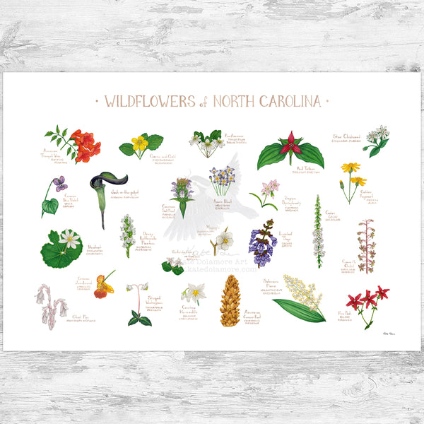 North Carolina Wildflowers Field Guide Art Print