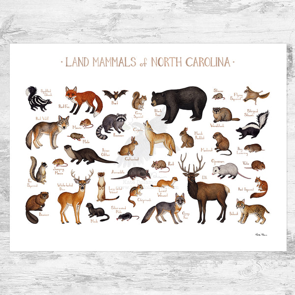 North Carolina Land Mammals Field Guide Art Print