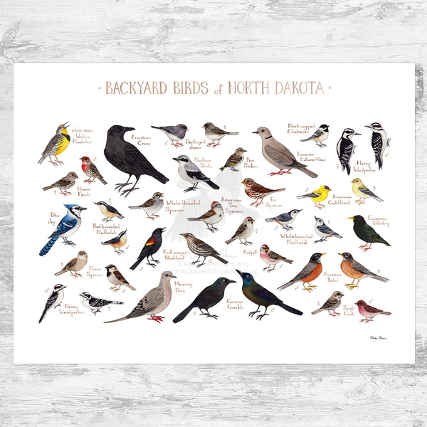 North Dakota Backyard Birds Field Guide Art Print