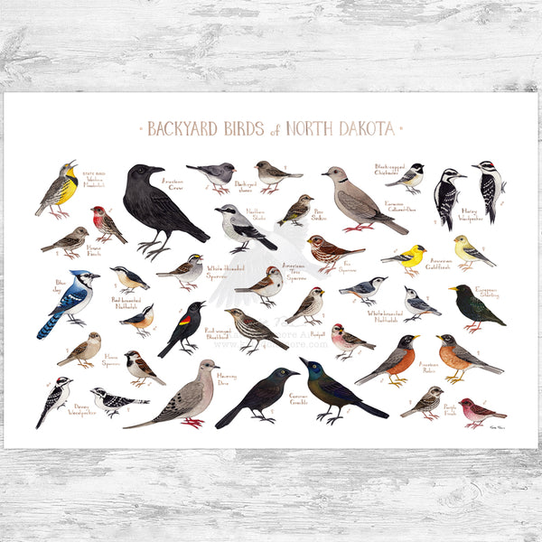 North Dakota Backyard Birds Field Guide Art Print