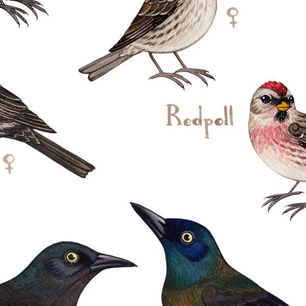 North Dakota Backyard Birds Field Guide Art Print