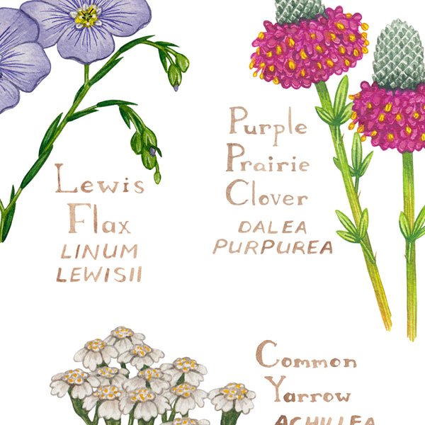 North Dakota Wildflowers Field Guide Art Print