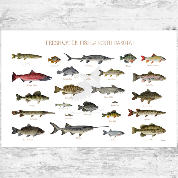North Dakota Freshwater Fish Field Guide Art Print