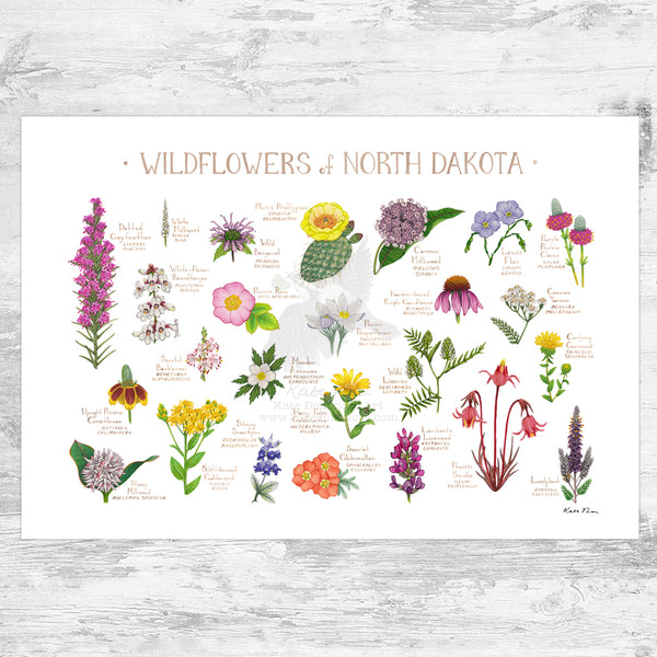 North Dakota Wildflowers Field Guide Art Print