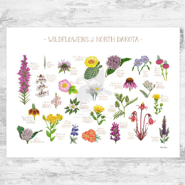 North Dakota Wildflowers Field Guide Art Print