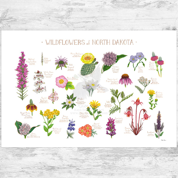 North Dakota Wildflowers Field Guide Art Print