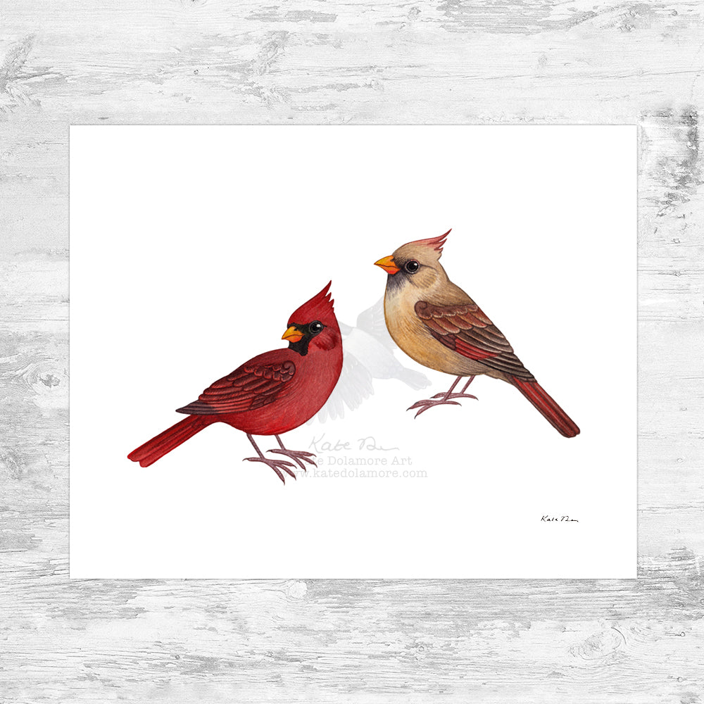 Northern Cardinal Art Print