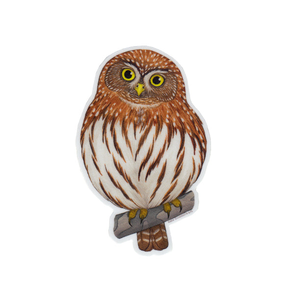 Northern Pygmy Owl Vinyl Sticker