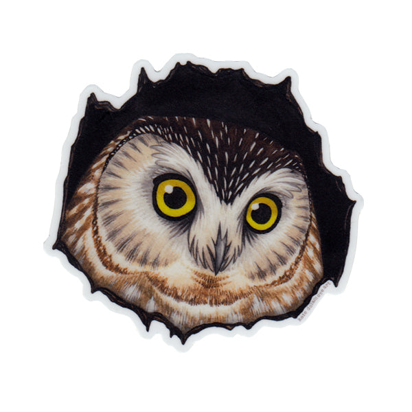 Northern Saw-Whet Vinyl Sticker