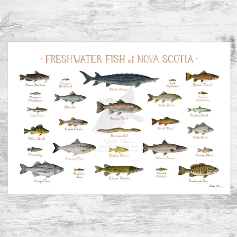 Nova Scotia Freshwater Fish Field Guide Art Print