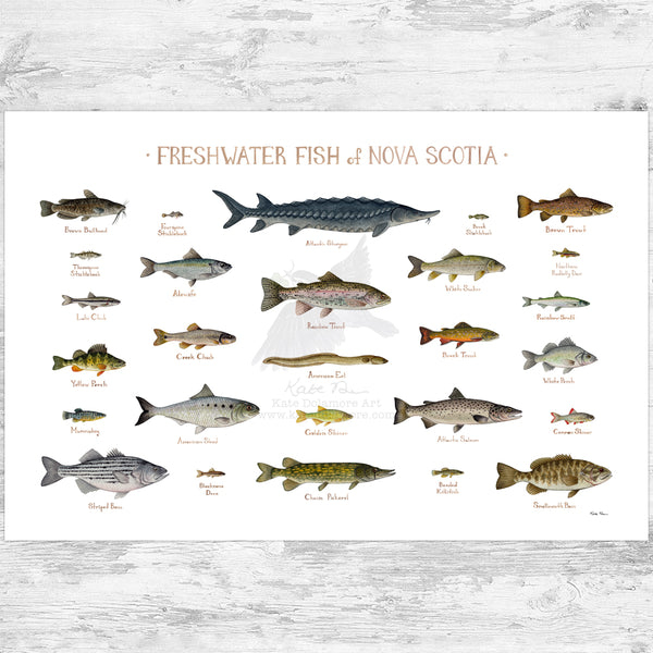 Nova Scotia Freshwater Fish Field Guide Art Print