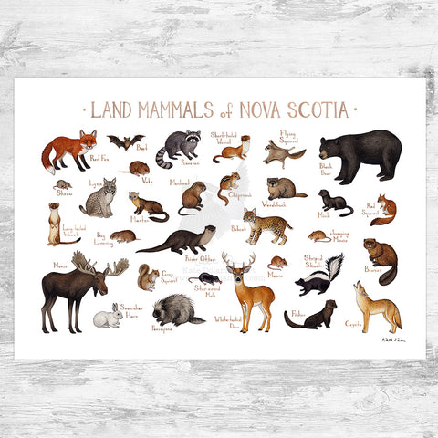 Nova Scotia Land Mammals Field Guide Art Print
