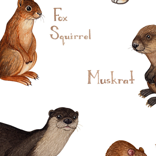 Ohio Mammals Field Guide Art Print