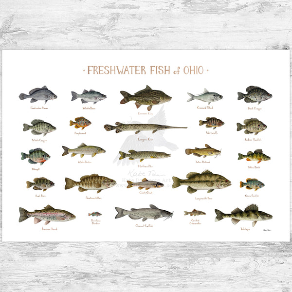 Ohio Freshwater Fish Field Guide Art Print