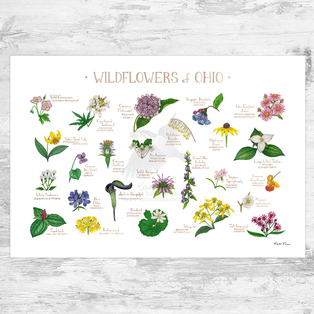 Ohio Wildflowers Field Guide Art Print