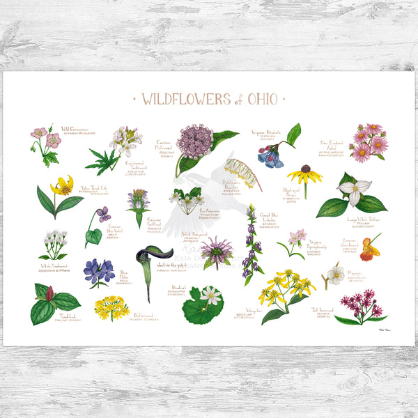 Ohio Wildflowers Field Guide Art Print