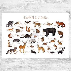Ohio Mammals Field Guide Art Print