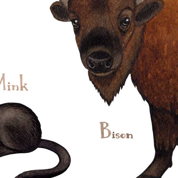 Oklahoma Mammals Field Guide Art Print