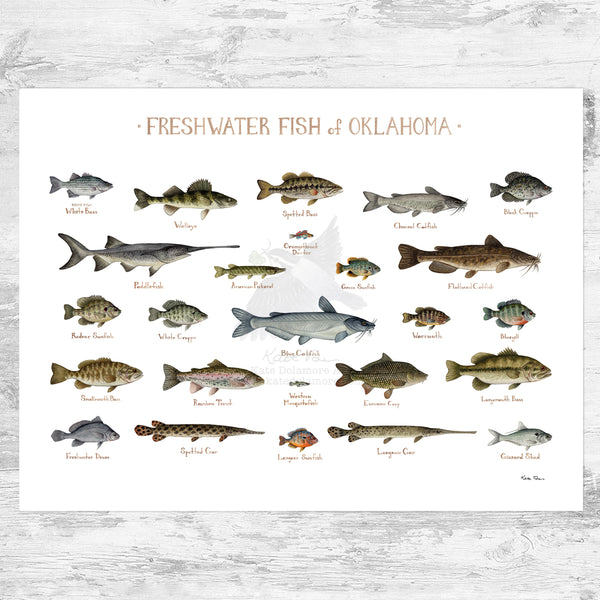 Oklahoma Freshwater Fish Field Guide Art Print
