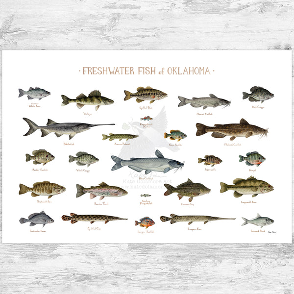 Oklahoma Freshwater Fish Field Guide Art Print
