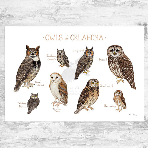 Oklahoma Owls Field Guide Art Print
