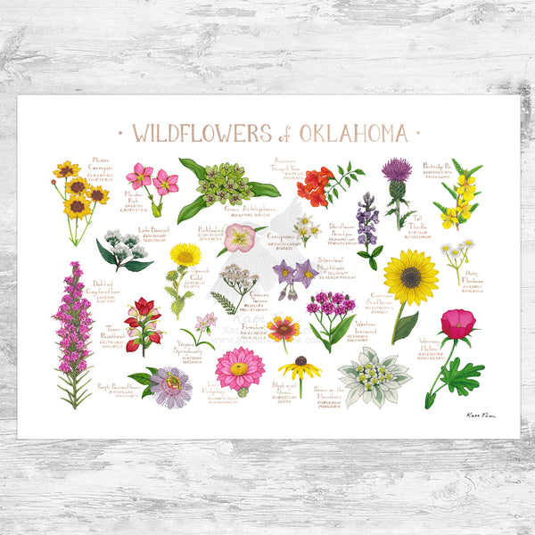 Oklahoma Wildflowers Field Guide Art Print