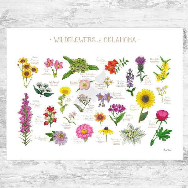 Oklahoma Wildflowers Field Guide Art Print