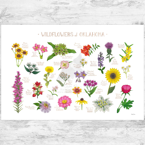 Oklahoma Wildflowers Field Guide Art Print