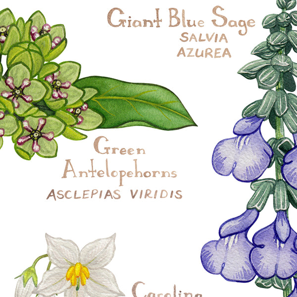 Oklahoma Wildflowers Field Guide Art Print