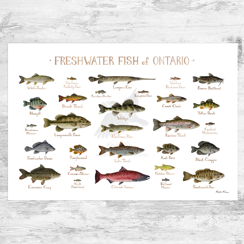 Ontario Freshwater Fish Field Guide Art Print – Kate Dolamore Art