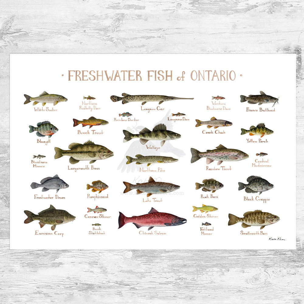Ontario Freshwater Fish Field Guide Art Print