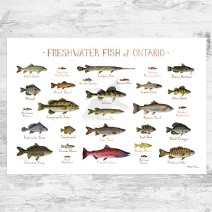 Ontario Freshwater Fish Field Guide Art Print