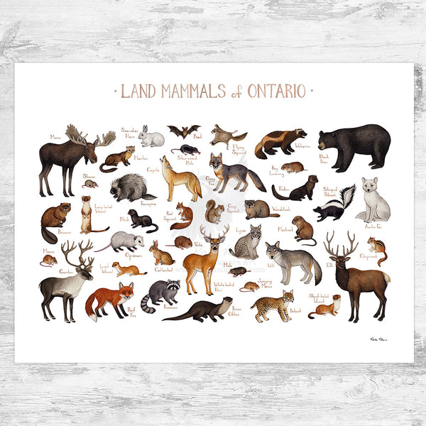 Ontario Land Mammals Field Guide Art Print