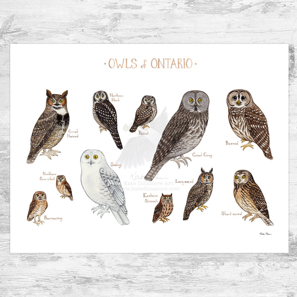 Ontario Owls Field Guide Art Print