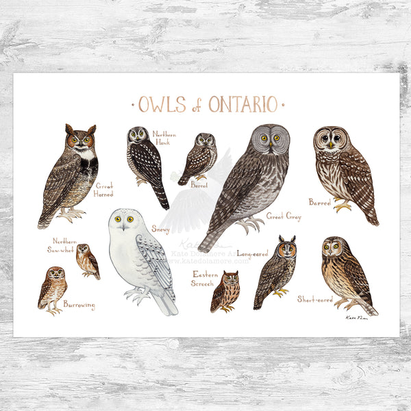 Ontario Owls Field Guide Art Print