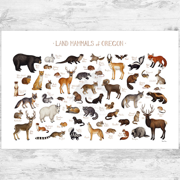 Oregon Land Mammals Field Guide Art Print