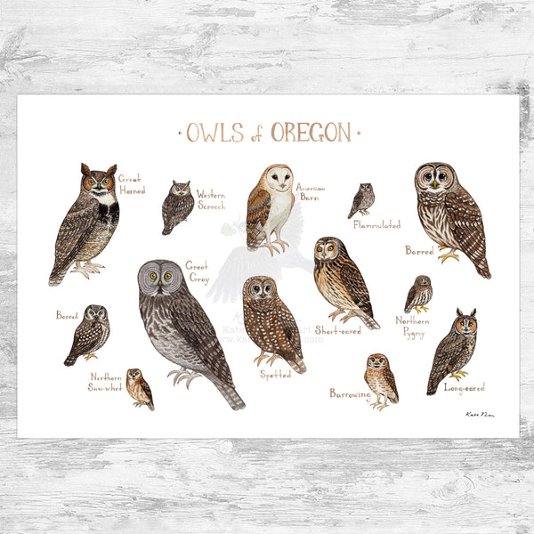 Oregon Owls Field Guide Art Print
