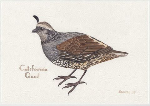 California Quail Female 10x7 Original Watercolor Painting