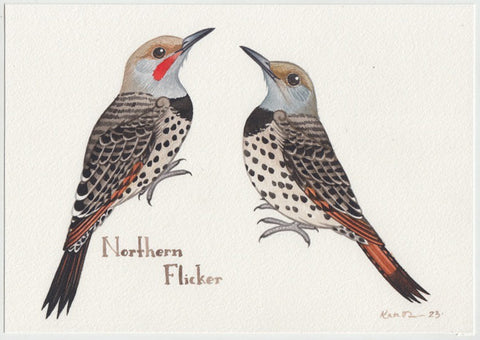 Northern Flicker Red-shafted 10x7 Original Watercolor Painting
